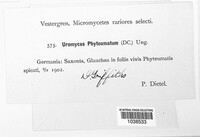 Uromyces phyteumatum image